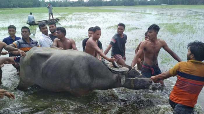 ময়মনসিংহে মহিষের আক্রমণে নিহত ১, আহত ২০
