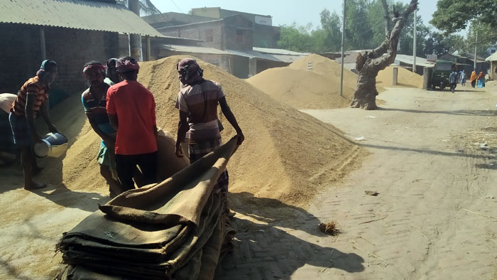 রাণীনগরে আমন আবাদেও লোকসানে কৃষকরা