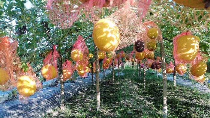 পীরগঞ্জে হলুদ তরমুজে কৃষকের মুখে হাসি