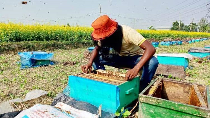 চলছে সিরাজগঞ্জে মধু আহরনের পালা