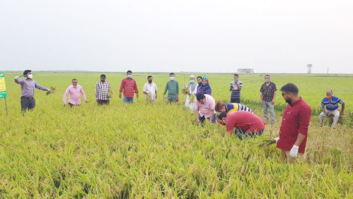 মৌলভীবাজারে উদ্বেগ আর শঙ্কা নিয়ে ধান কাটা শুরু