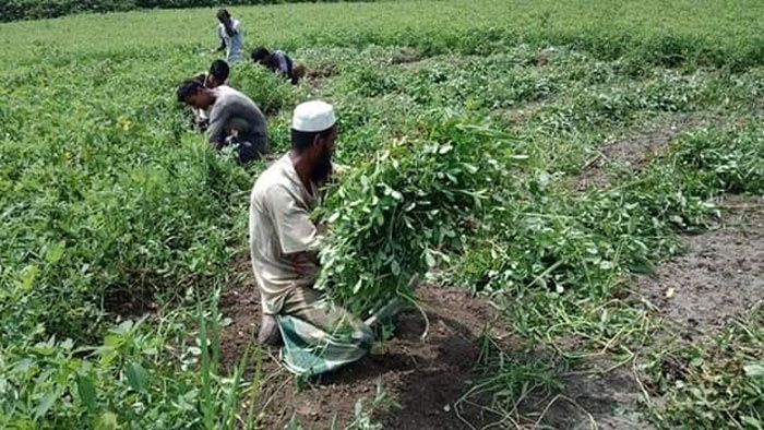 ঠাকুরগাঁওয়ে চিনাবাদাম চাষে কৃষকের মুখে হাসি