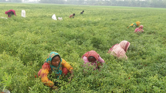 মরিচের বাম্পার ফলন বাজার দাম ভালো তবুও বিপাকে কৃষক