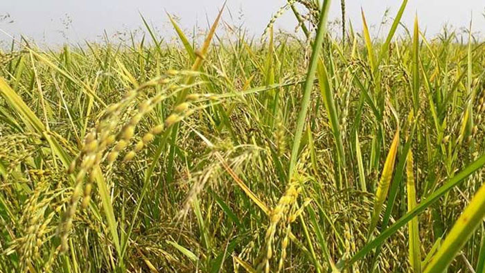 মাধবপুর করোনায়: ধান কাটা নিয়ে চিন্তিত কৃষক