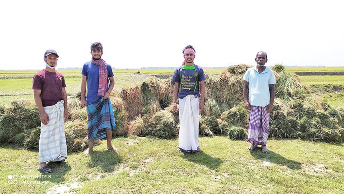 কৃষকের ধান কাটল ব্রাহ্মণবাড়িয়া পলিটেকনিক ছাত্রলীগ-কর্মীরা
