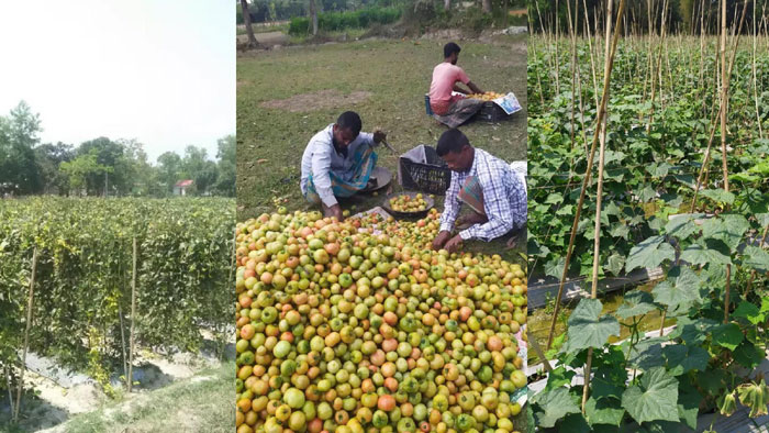 করোনায় ব্যাপক ক্ষতির আশঙ্কা মাধবপুরের সবজি চাষিদের
