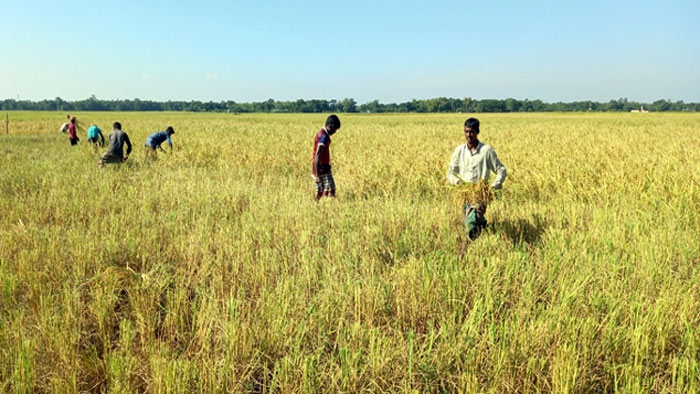 একবার রোপণে ধান হবে পাঁচবার!