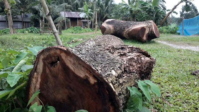 নেত্রকোনার পূর্বধলায় সরকারি গাছ কেটে নেয়ার অভিযোগ