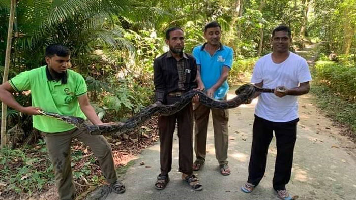 মৌলভীবাজার শ্রীমঙ্গলে ১২ফুট লম্বা অজগর অবমুক্ত।