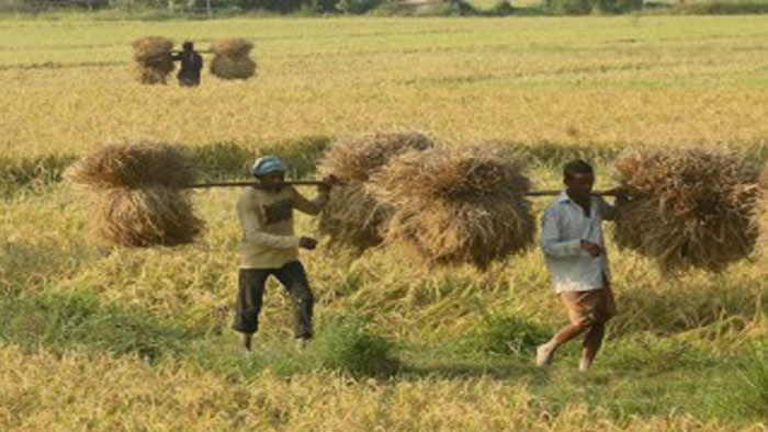 সিলেটের ঘরে-ঘরে নবান্নের উৎসব