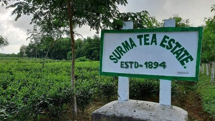 মাধবপুরে চা বাগানের মেডিক্যাল অফিসারের করোনা পজেটিভ