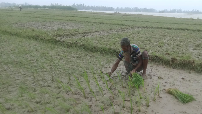 তিস্তার চরাঞ্চলে খুট দিয়ে গর্ত পদ্ধতিতে আমন চারা রোপন