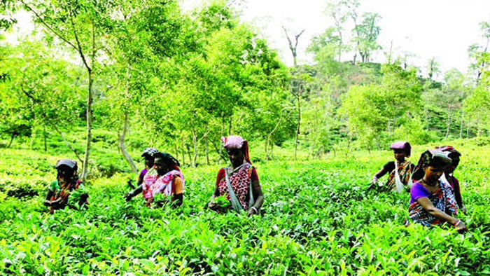 মাধবপুরে করোনা ঝুঁকি নিয়ে চা বাগানে শ্রমিক