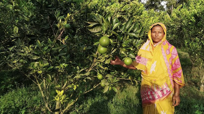 মাধবপুরে মালটা চাষে সফল নারী চাষী দিলরুবা খাতুন