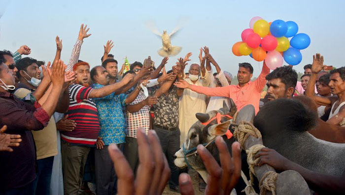 ইসলামপুরে স্বাধীনতা সুবর্ণ জয়ন্তী মুজিববর্ষ উপলক্ষে গরু দৌড়