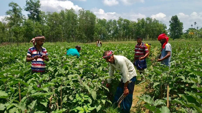 মাধবপুরে করোনা সংকটে সবজি চাষিদের পুঁজির হারানোর আশংঙ্কায়