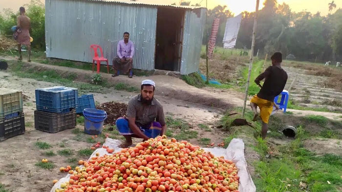 করোনার প্রাদুর্ভাবে ব্যাপক আর্থিক ক্ষতিতে মাধবপুরের সবজি চাষীরা