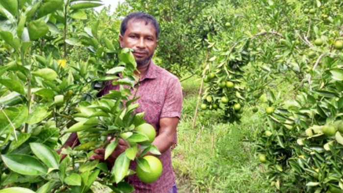 মাল্টা চাষে সফলতায় রাজনগরের আল-আমিন