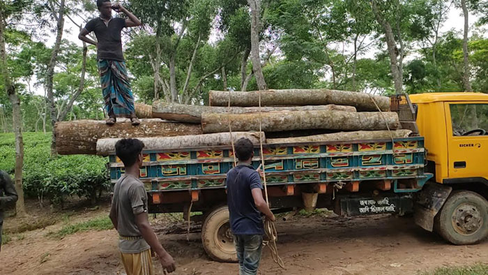 সোনাতুলা চা বাগান ম্যানেজারের যোগসাজশে অনুমতি বিহীন গাছ কেটে বন উজাড়!