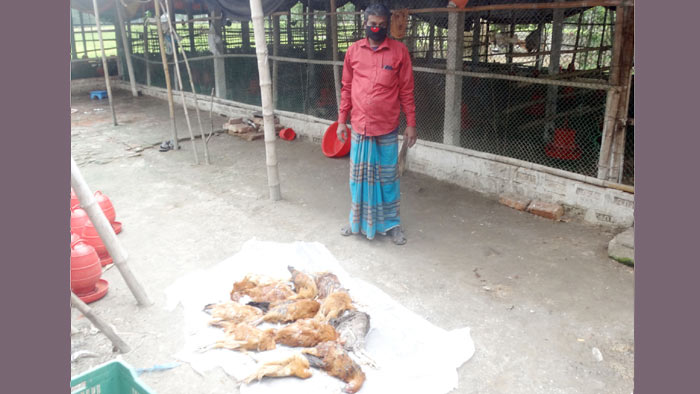 করোনার প্রাদুর্ভাবে শেরপুরে পূজি হারিয়ে দিশেহারা মুরগী খামারীরা