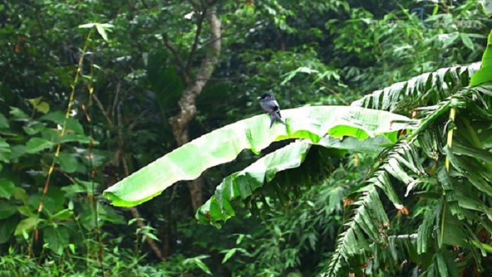 বৌভাতের দিন জঙ্গলে মিলল বরের মরদেহ