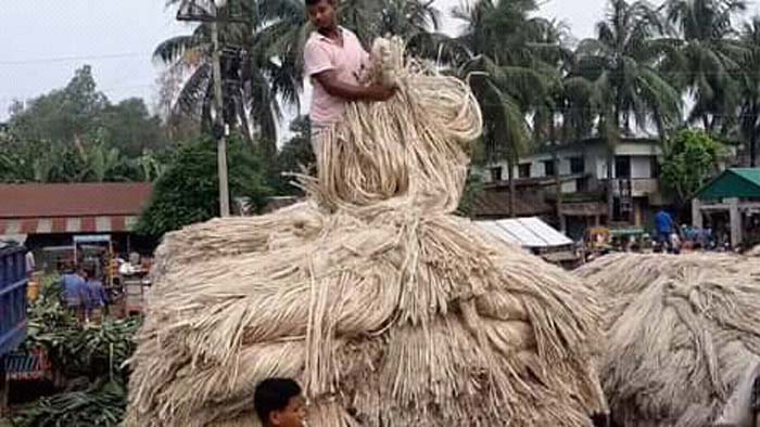 সিরাজগঞ্জে পাটের দাম বেশি থাকায় চাষীদের মুখে হাসি