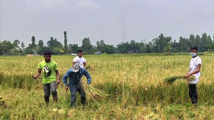 সুন্দরগঞ্জে পৌর ছাত্রলীগের ধান কাটা অব্যাহত
