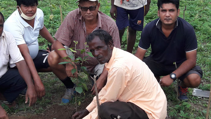 এশিয়ার বৃহত্তম সুরমা চা বাগানে পতিত ভুমিতে নতুন চা বাগান সৃজন