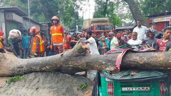 নবীনগরে গাছচাপায় সিএনজিচালক নিহত