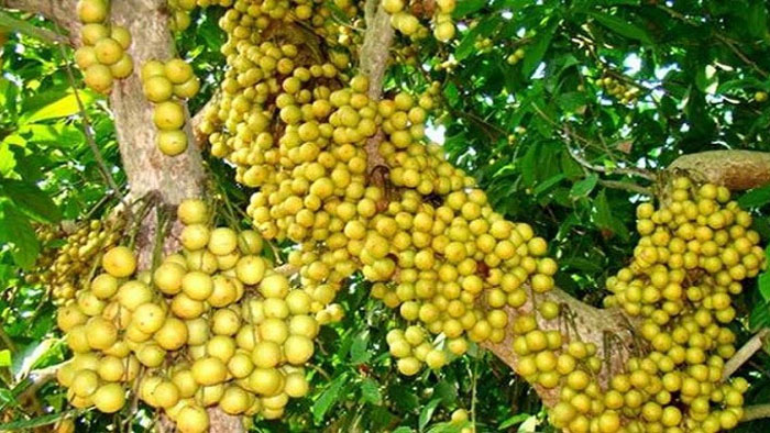 পয়লা বছরেই বিজয়নগরে লটকনের বাম্পার ফলন