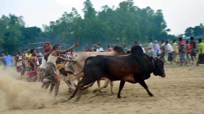 বকশীগঞ্জে ঐতিহ্যবাহী গরুর মই দৌড় প্রতিযোগিতা ও পুরস্কার বিতরণ