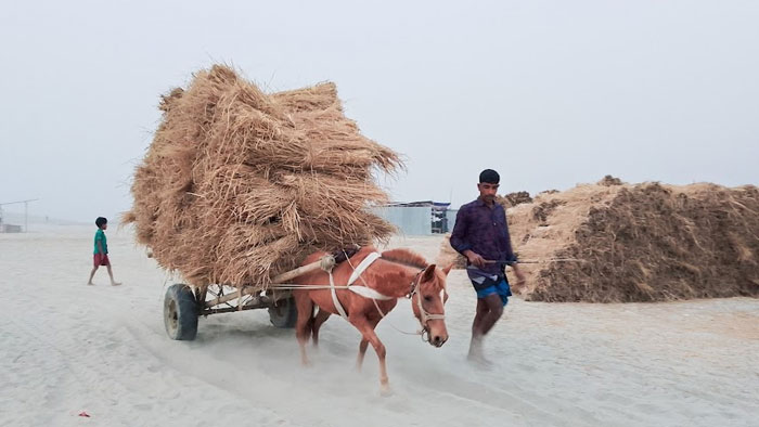 চরাঞ্চলে যাতায়াতের দুর্ভোগ লাঘবে জনপ্রিয় হয়ে উঠেছে &ldquo;টাট্টু ঘোড়ার গাড়ি&rdquo;