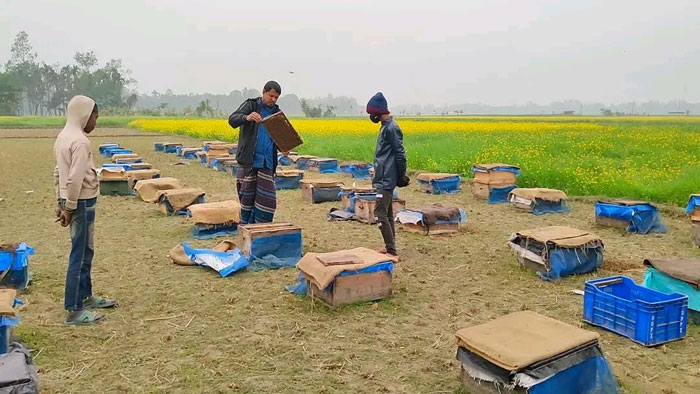 বিষ দিয়ে ২৫ বাক্স মৌমাছি হত্যা নকলায়