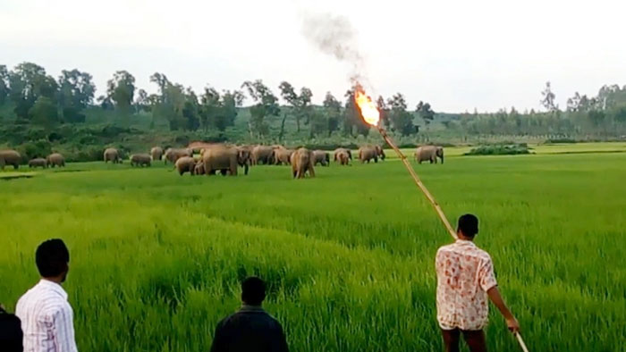 হাতি-মানুষের দ্বন্দ্ব মিটবে কিসে?