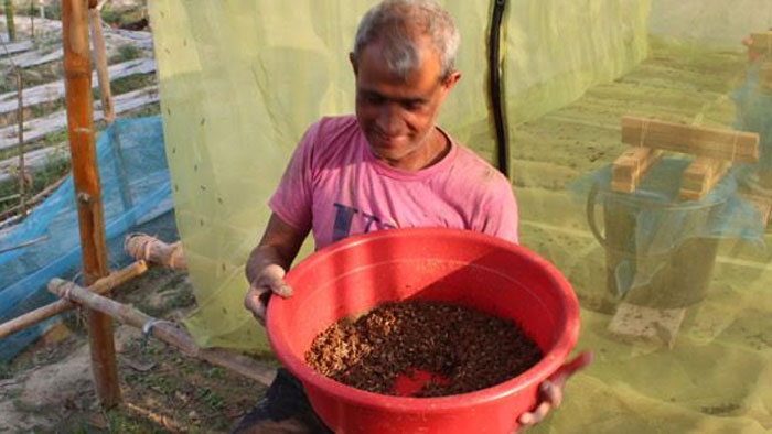 প্রথমবারের মতো বিটল পোকার চাষ করছেন মিঠু