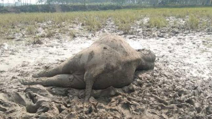 ঝিনাইগাতীতে বিদ্যুতের শক দিয়ে হাতি হত্যার ঘটনায় মামলা