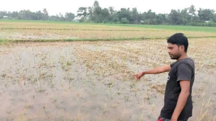 বিষ প্রয়োগ করে আমন আবাদি জমির ধান নষ্ট করার অভিযোগ