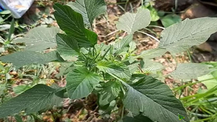 হারিয়ে যাচ্ছে উপকারী শাক কাটাখুরা হারিয়ে যাচ্ছে উপকারী শাক কাটাখুরা