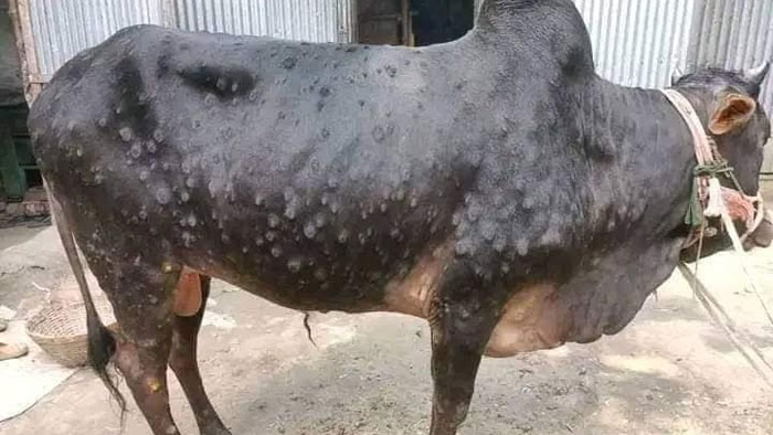 রাণীশংকৈলে শত শত গরু লাম্পি স্কিন রোগে আক্রান্ত: দিশেহারা কৃষক-খামারি