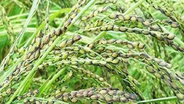 শেরপুরের সুগন্ধি তুলসীমালা চাল