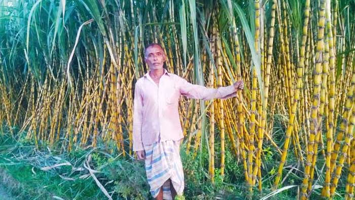 মাধবপুরে আখের ফলন ভাল দামে চাষিরা খুশি