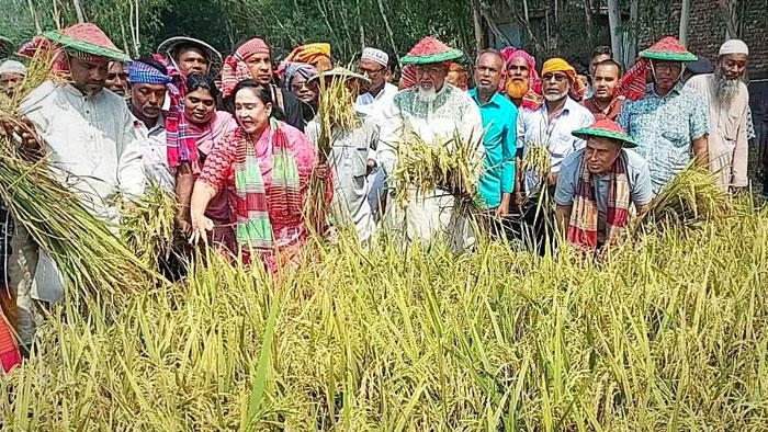 প্রতিমন্ত্রী ও মহিলা এমপি মিলে কাটলেন কৃষকের ধান