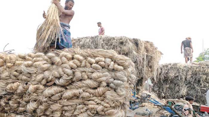 ইসলামপুরে পাট চাষিদের মুখে হাসি