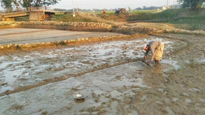 মাধবপুরে ধানের বীজতলা তৈরিতে ব্যস্ত কৃষক