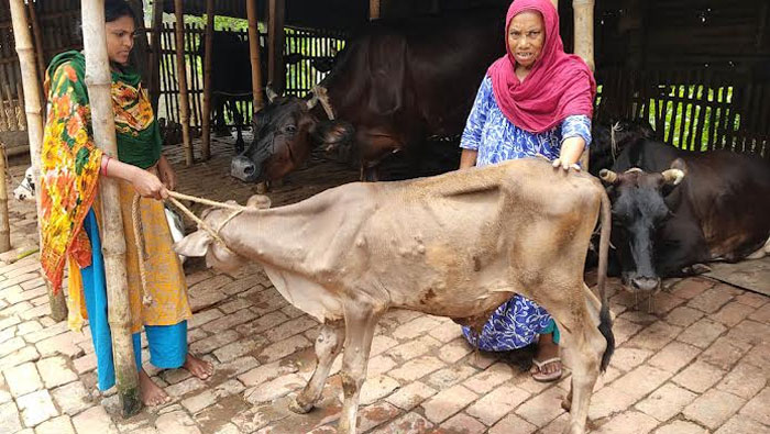 শাহজাদপুরে ২ শতাধিক গরু ল্যাম্পি স্কিন রোগে আক্রান্ত