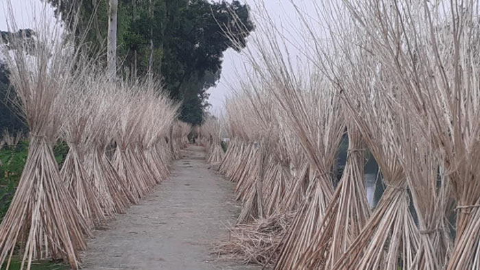 কুড়িগ্রামে দুর্গম চর অঞ্চলের চাষিরা পাটখড়ির চড়া মূল্য পেয়ে খুশি কুড়িগ্রামে দুর্গম চর অঞ্চলের চাষিরা পাটখড়ির চড়া মূল্য পেয়ে খুশি