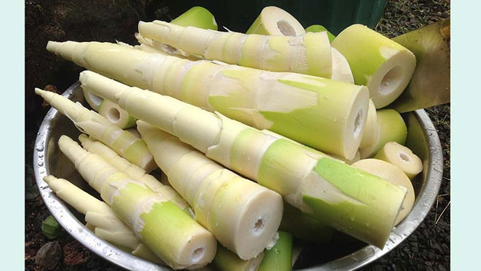 বাঁশ কোড়ল পাহাড়ীদের পছন্দের সবজি