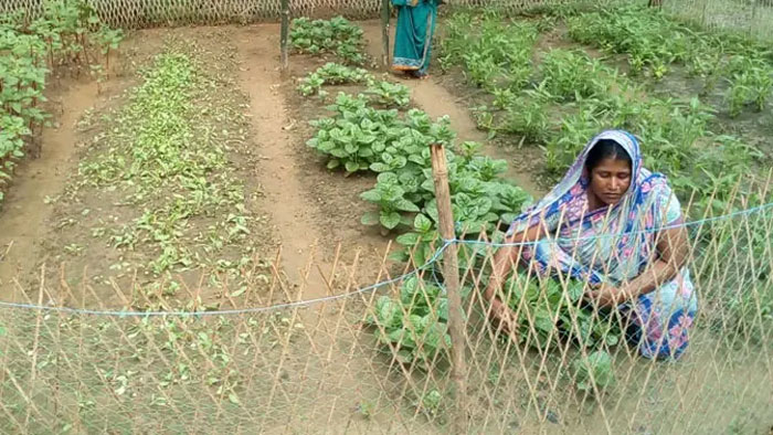 সিলেট জুড়ে কৃষি ও সবজি চাষে জড়িয়ে পড়ছেন সাধারণ মানুষ
