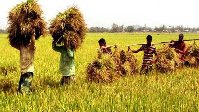 সিলেট বিভাগে আমন ধানের বাম্পার ফলন