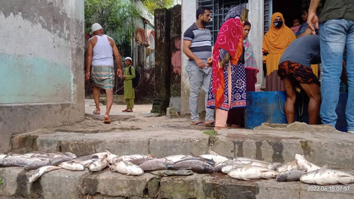ব্রাহ্মণবাড়িয়ায় রাতের আধাঁরে পুকুরে বিষ ঢেলে মাছ নিধন